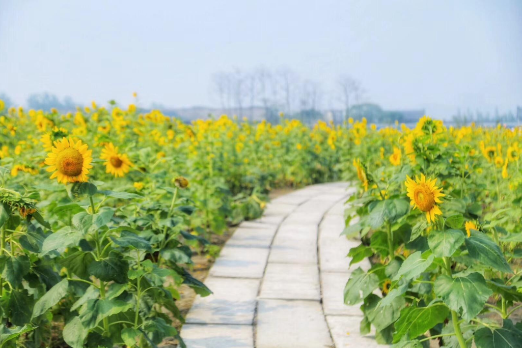 21北京向日葵赏花圣地推荐 10条绝美金黄色花海 美到炸裂北京哪里赏太阳花 看这一篇就够啦 Extrabux