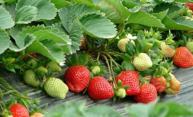 1558071110503252.jpg 1558071110503252.jpg