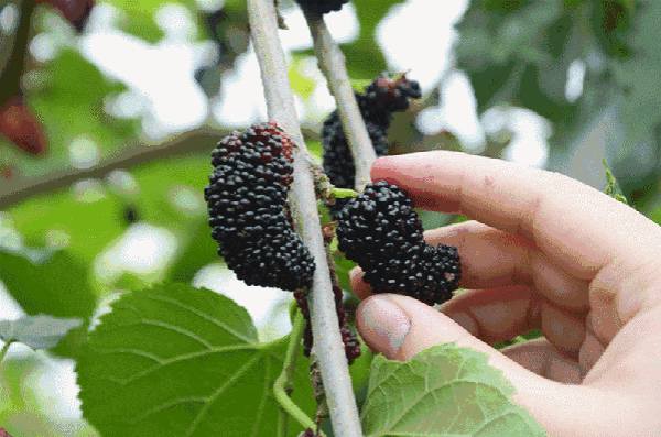 1558072321522444.gif 1558072321522444.gif