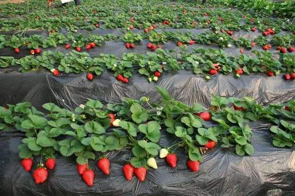 1558071456973069.jpg 1558071456973069.jpg