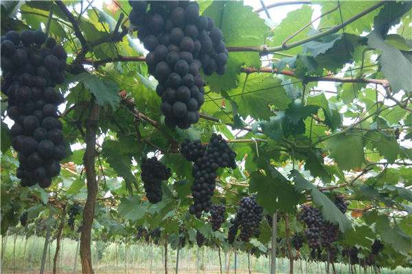 1558075453374246.jpg 1558075453374246.jpg