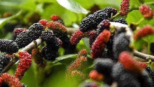 1558072991882599.jpg 1558072991882599.jpg