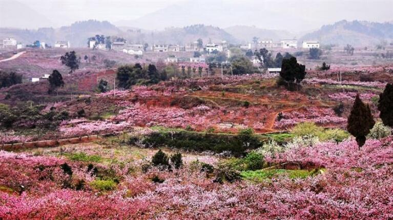 龙泉桃花节麻将图片