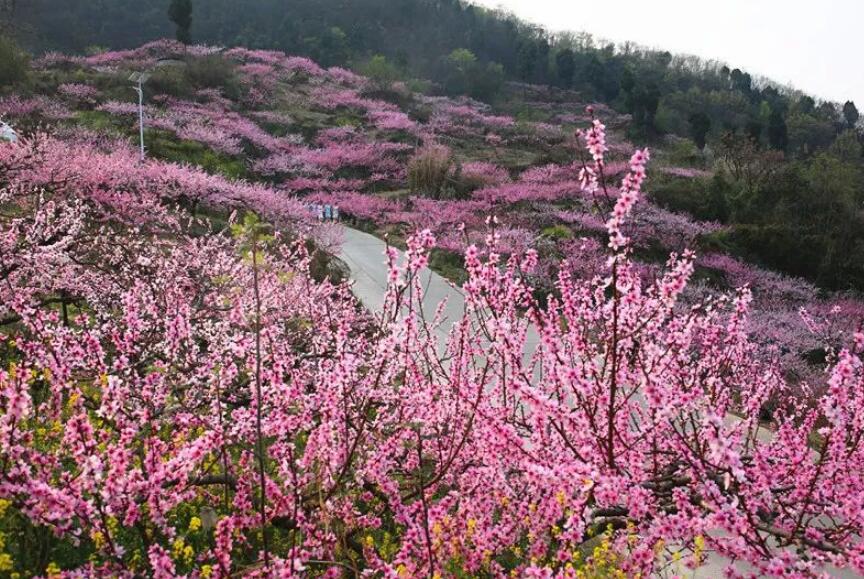 2019龍泉桃花節賞花攻略(開幕時間 賞花最佳地點時間 路線) 桃花朵朵