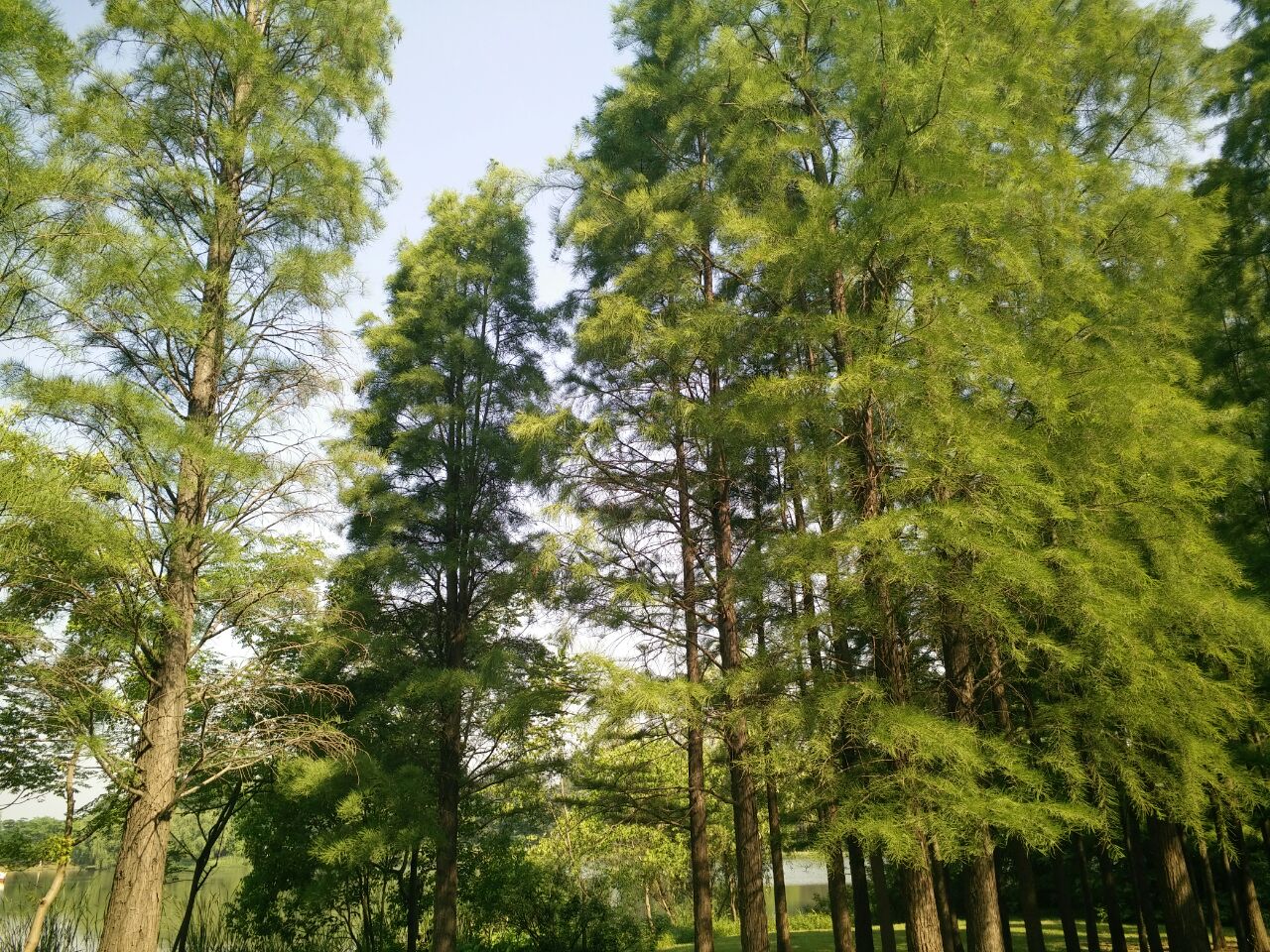 2019合肥植物园游玩攻略花展时间门票最佳景点推荐路线