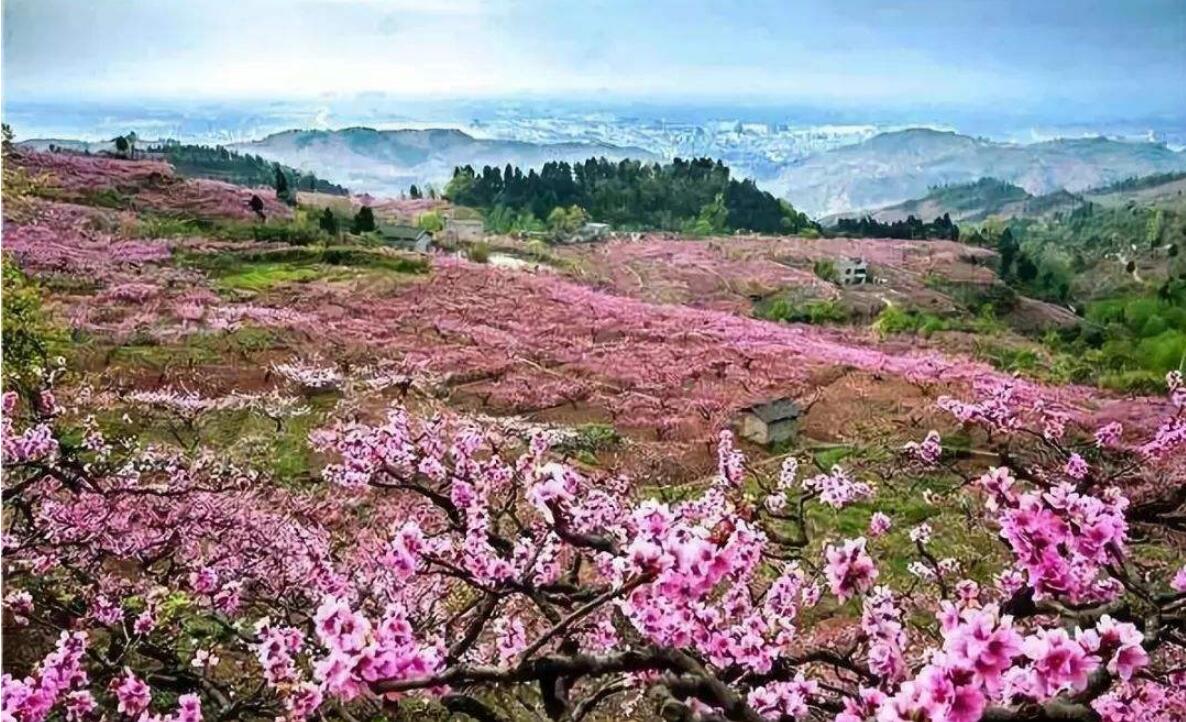 2022成都周边桃花赏花攻略赏花时间地点路线推荐