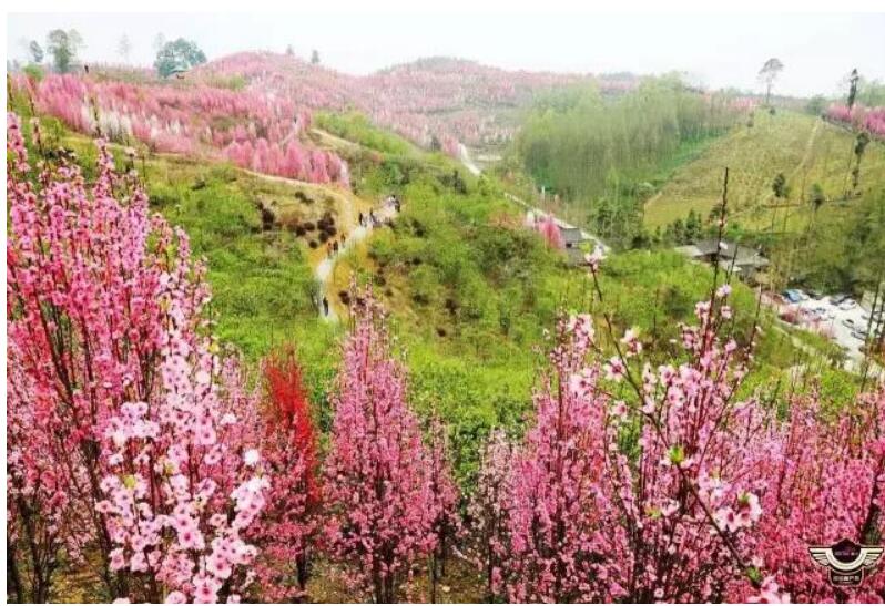 賞花時間:3月上旬--4月上旬地址:成都市大邑縣金星鄉桃花寨自駕路線:d