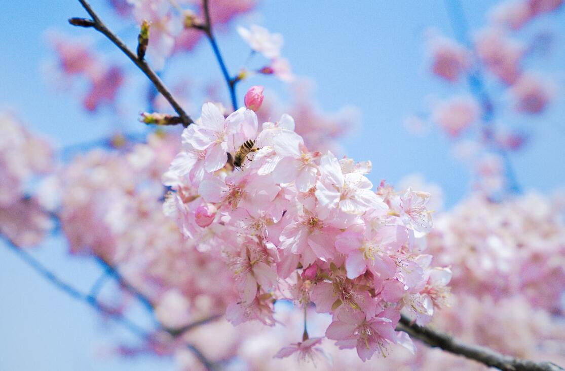 21成都周边樱花赏花攻略 绝佳赏樱圣地推荐浪漫樱花季 岂能辜负 Extrabux