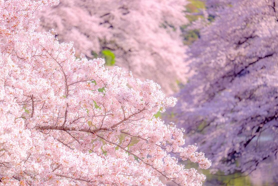 21成都周边樱花赏花攻略 绝佳赏樱圣地推荐浪漫樱花季 岂能辜负 Extrabux