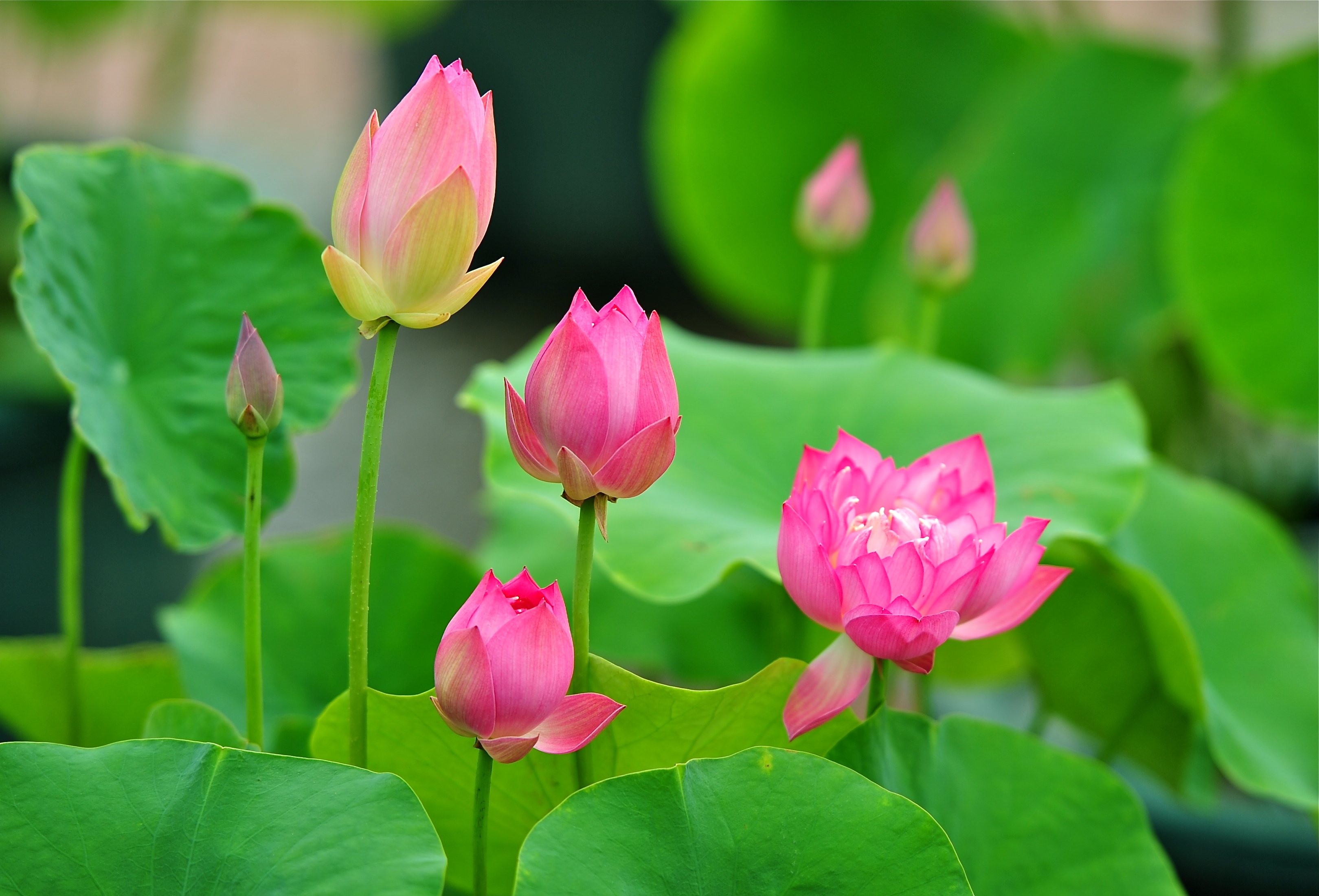 园内目前有200多个荷花品种,包括"中国太空莲""印度红女神""泰国白花