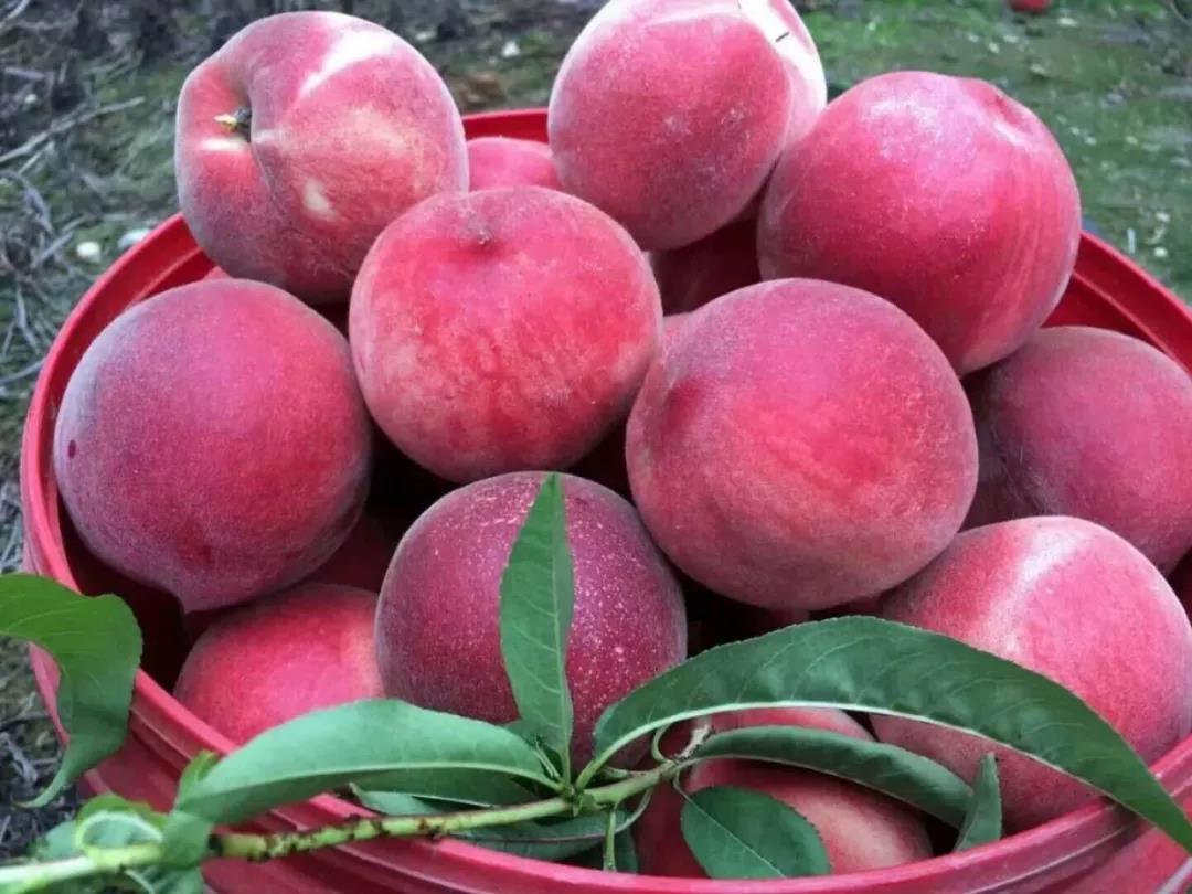 2022洛阳桃子采摘攻略附最佳摘桃子时间地点交通路线