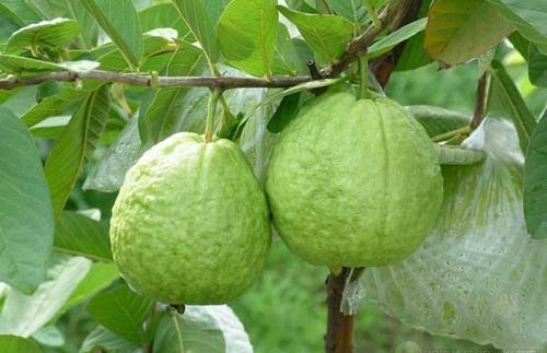 1593762552764173.jpg 1593762552764173.jpg