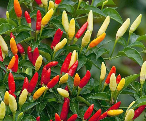 1604027537470271.jpg tabasco.jpg