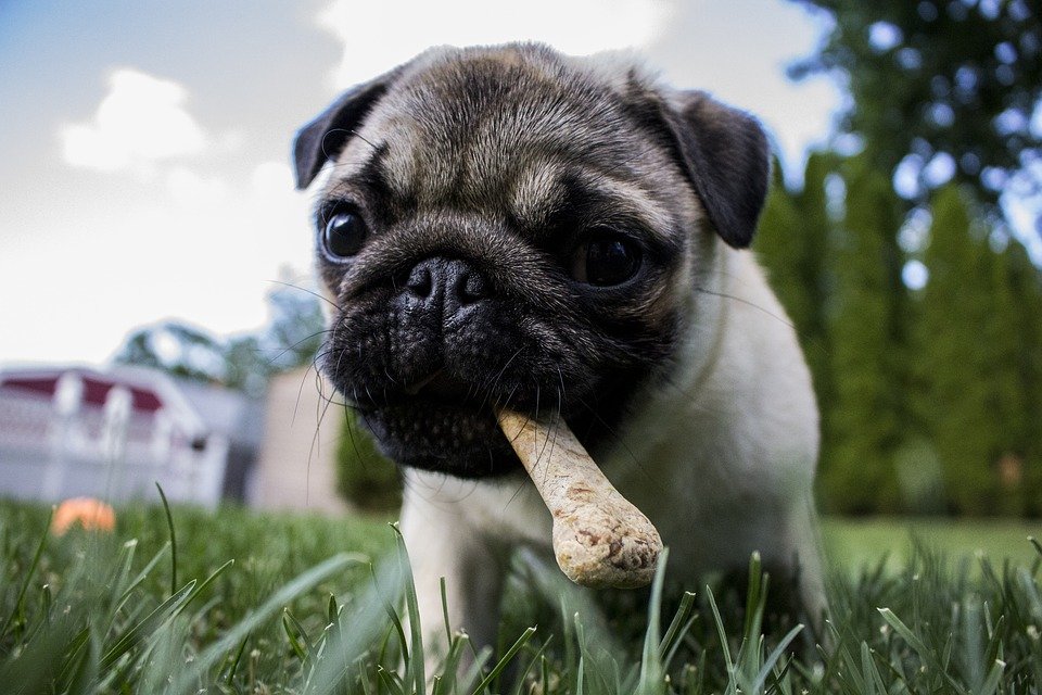 Puppy, Bone, Dog, Pet, Animal, Food, Chewing, Eating