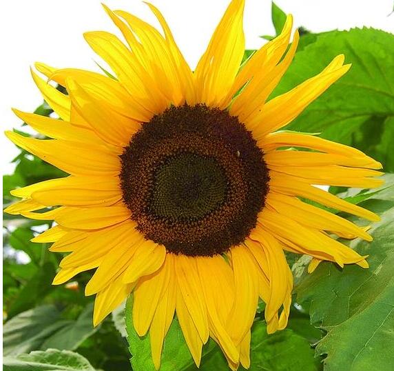 Sunflower Plant Care Guide Planting, Growing & Caring Tips (8