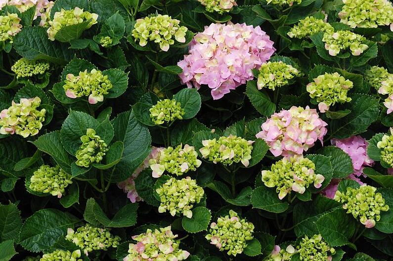 How To Care For A Hydrangea Plant: Growing Info + Tips