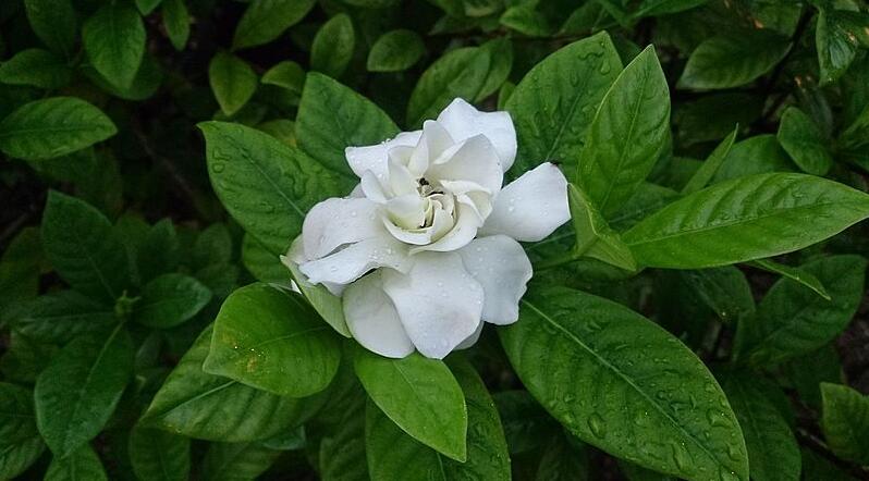 Gardenia Plant Care Guide: Growing Info & Tips For You (Popular Types+8% Cashback)