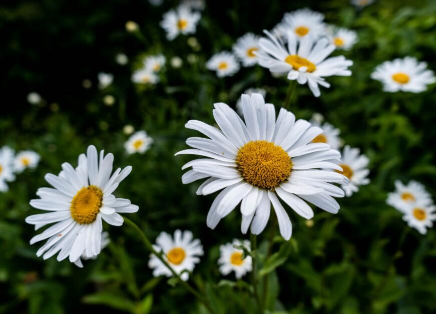 How to Care for Daisy Flowers | Planting, Growing & Caring Tips (22% Cashback)