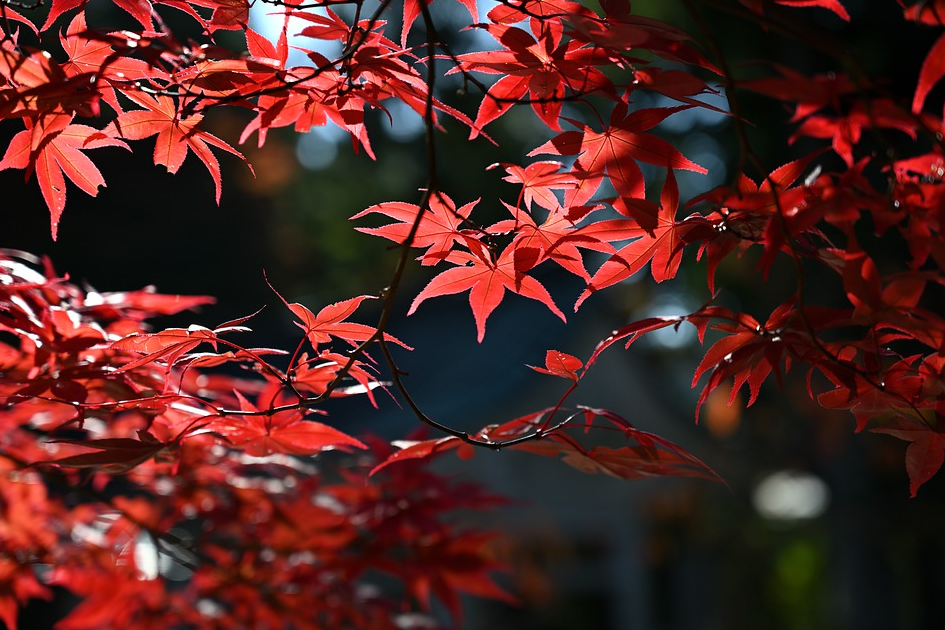 2025最新韩国赏枫攻略（最佳赏枫时间+赏枫必访景点+交通+住宿）