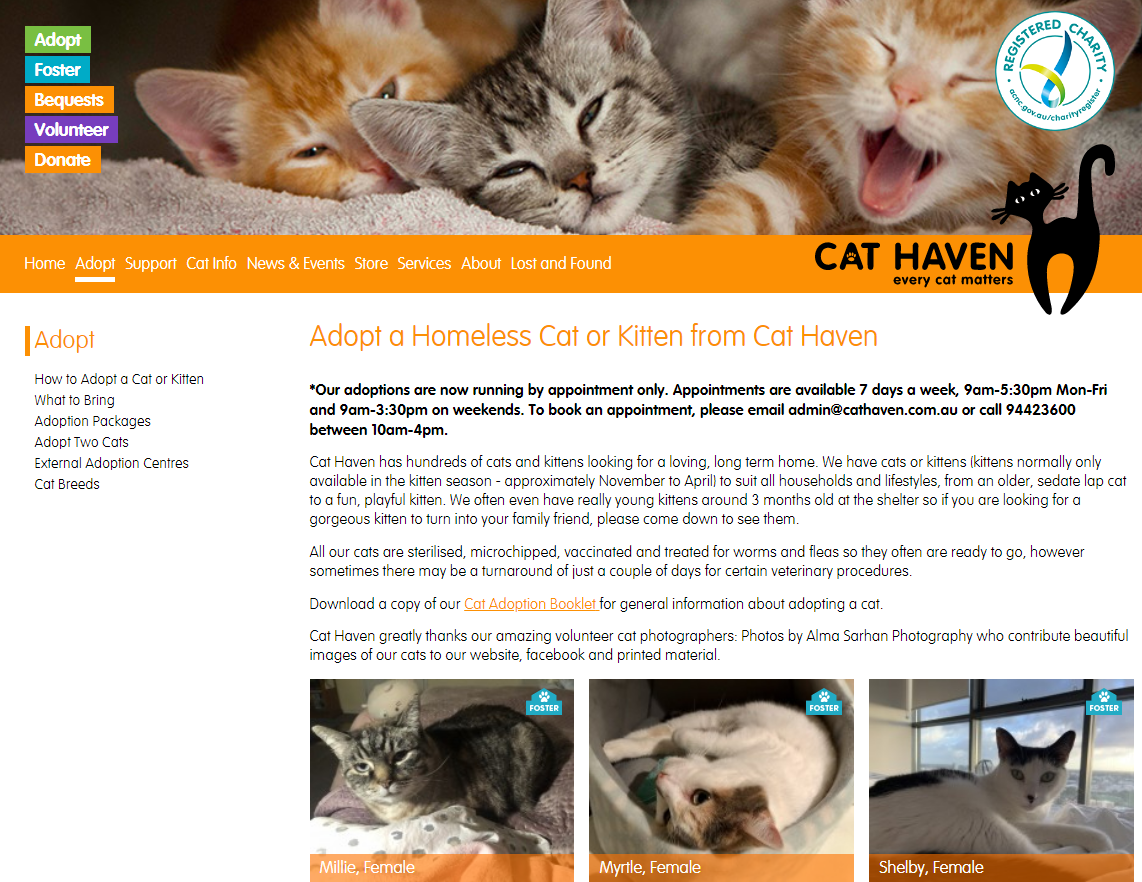 澳洲专门领养猫猫的网站