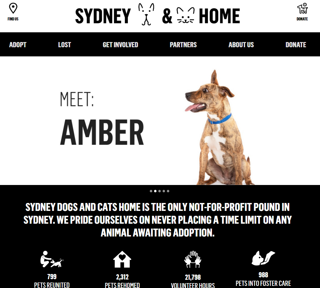 悉尼领养猫猫狗狗