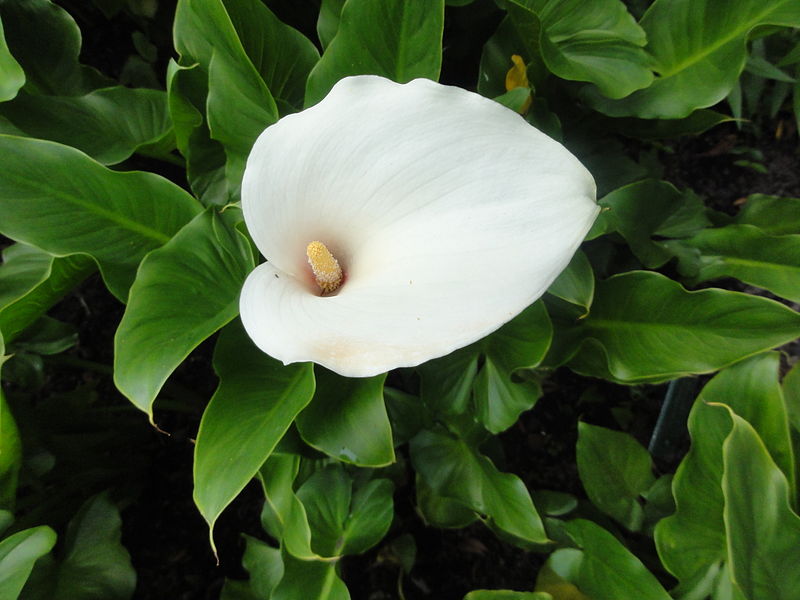 1607761916103737.jpg 1607761916103737.jpg