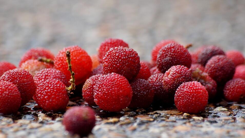 2025福建杨梅采摘攻略（附最佳摘杨梅时间地点+价格+乘车路线）