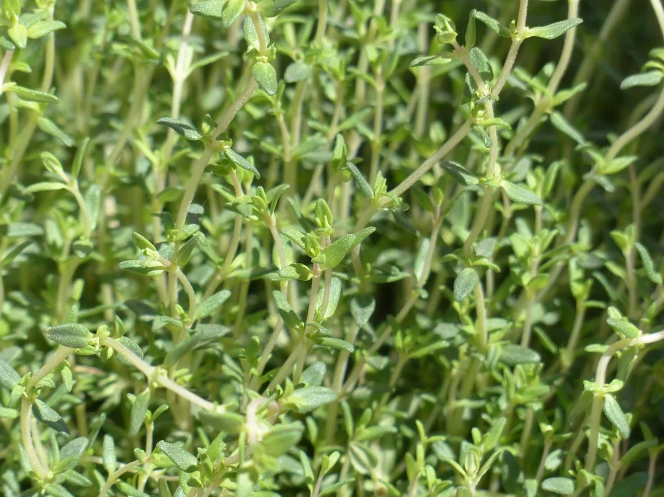 1608891722250787.png 1608891722250787.png