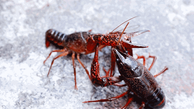 1558578270226325.gif 1558578270226325.gif