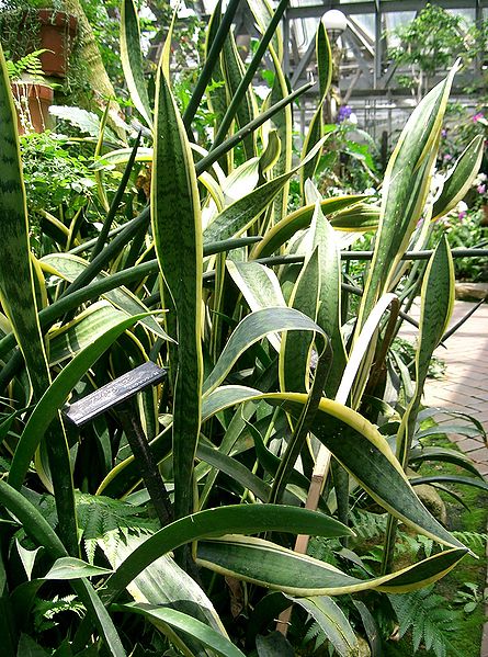 File:Sansevieria trifasciata1.jpg