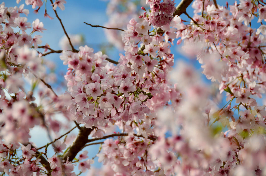 2025年韩国赏花时间表 - 最佳赏花时间地点推荐