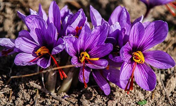 1610699242428404.jpg 1610699242428404.jpg