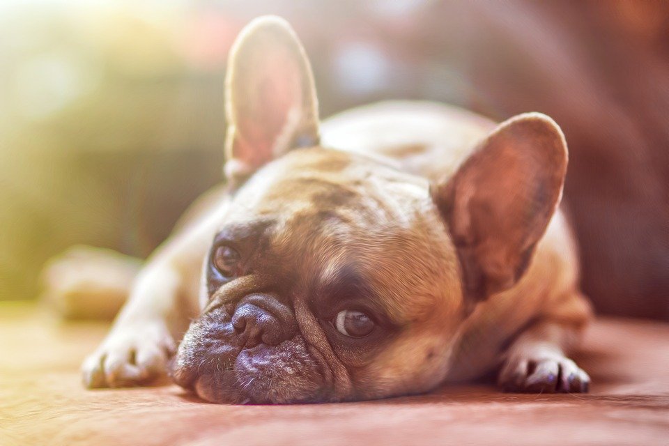 Bulldog, Dog, Pet, Animal, Domestic Dog, Canine, Mammal