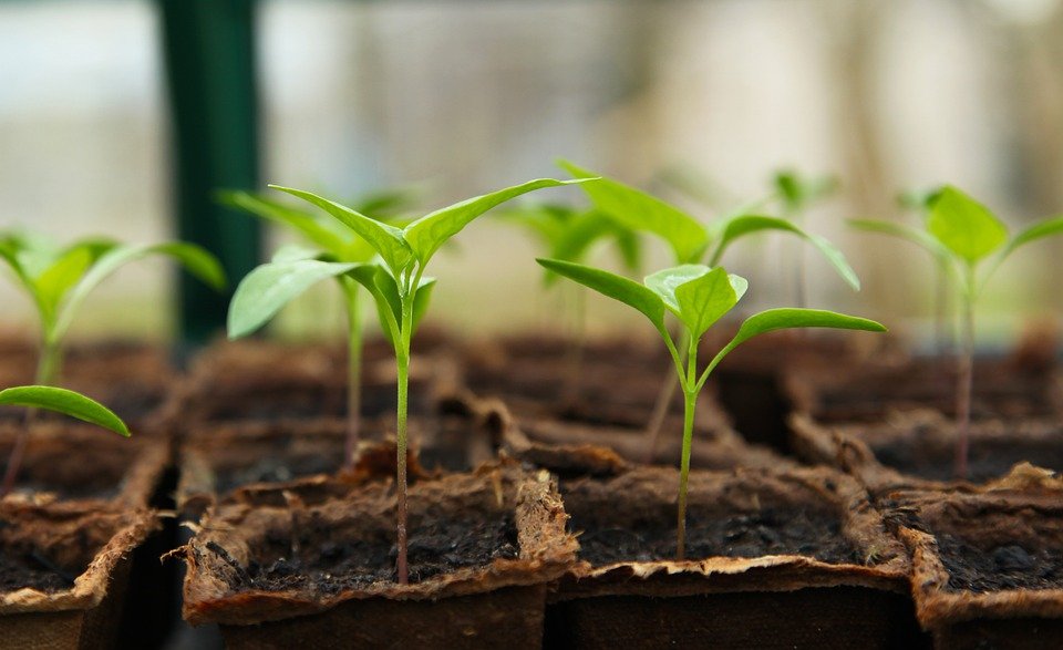 Seedling, Gardening, Greenhouse, Chilli, Vegetable