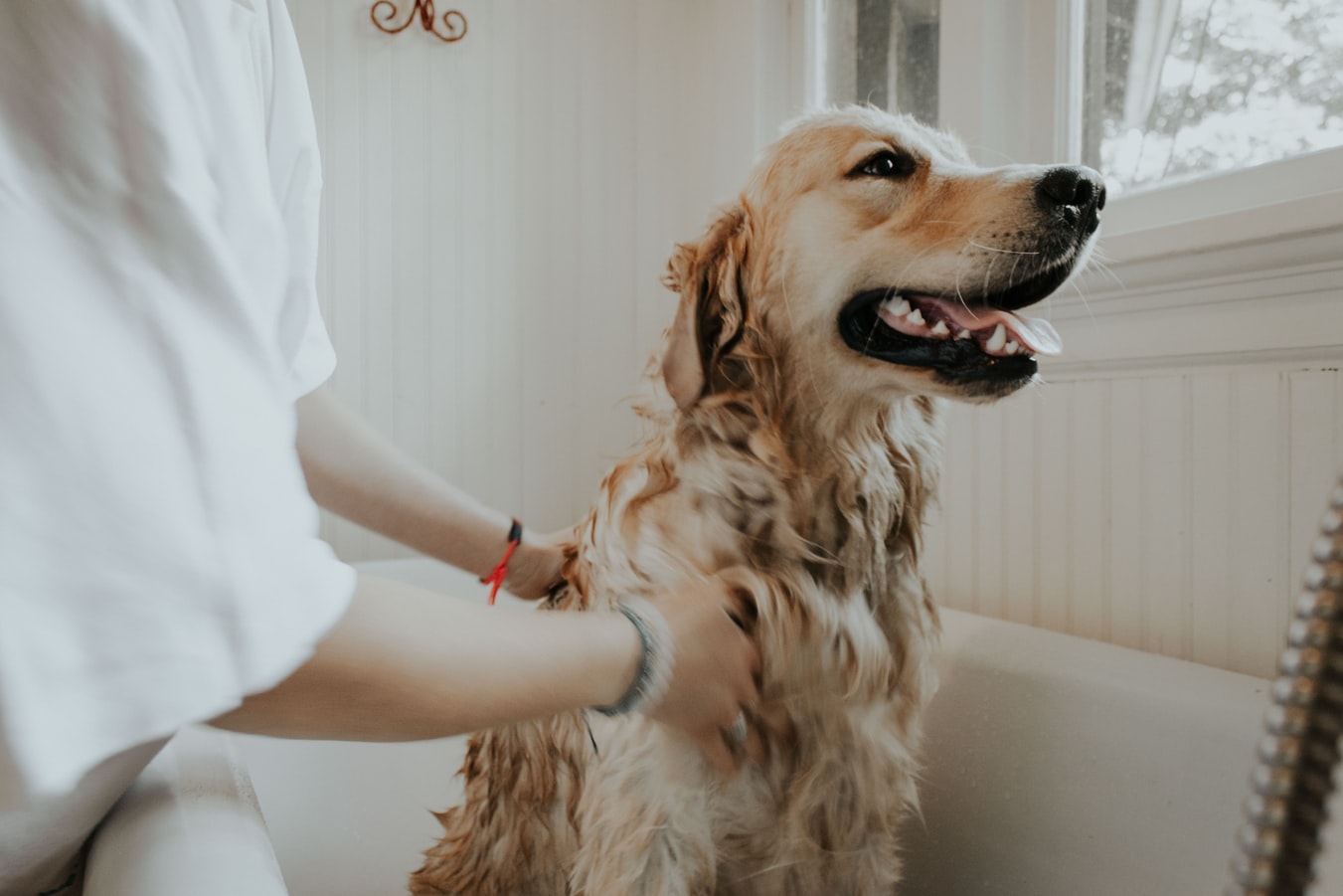 10 Best Waterless Anti-Flea & Tick Shampoos for Cats And Dogs
