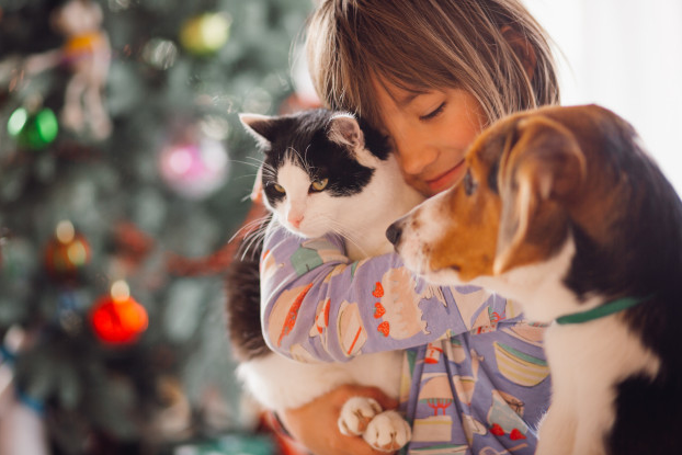 Is Pet Insurance Worth It for an Indoor Cat or Dog?