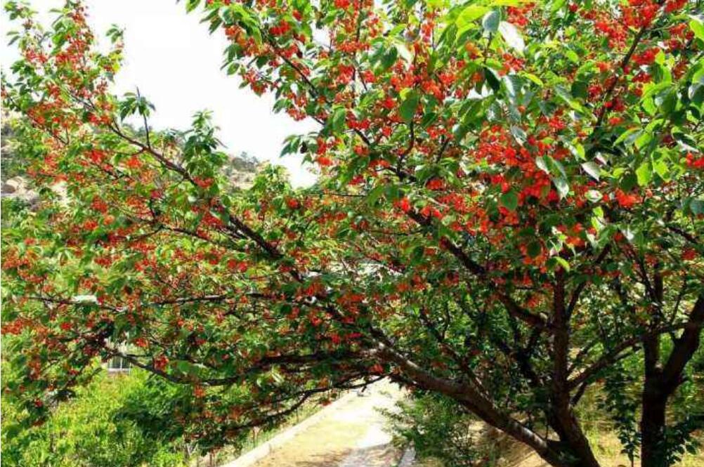 1555565391627258.jpg 1555565391627258.jpg