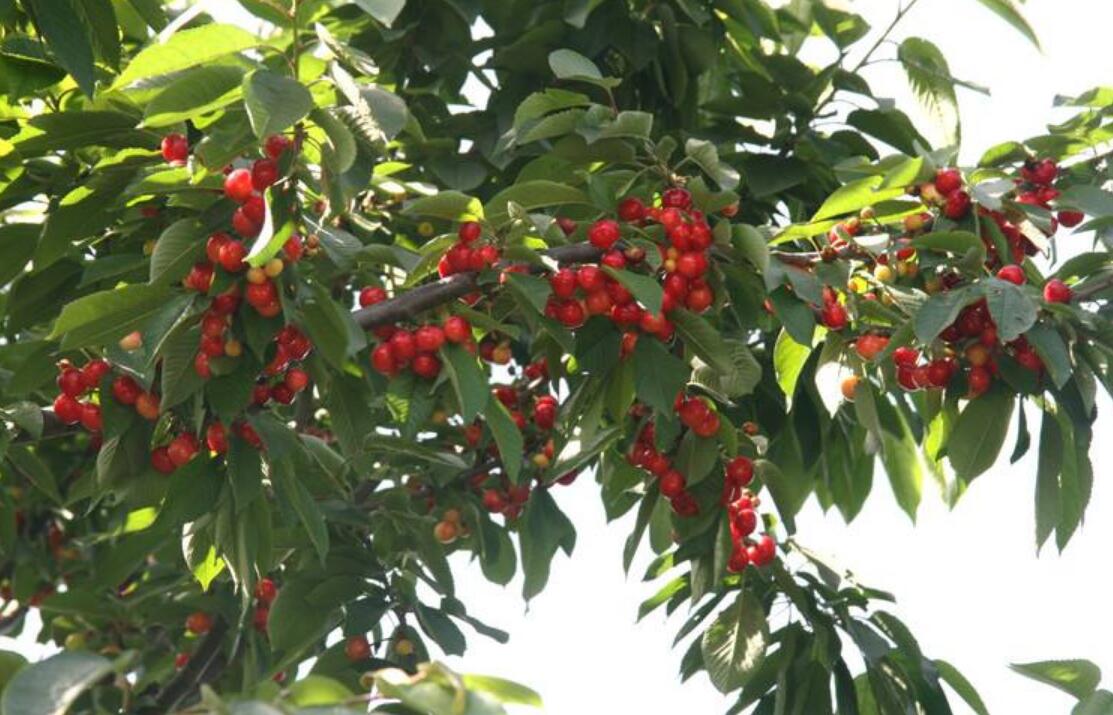 1555564805907455.jpg 1555564805907455.jpg