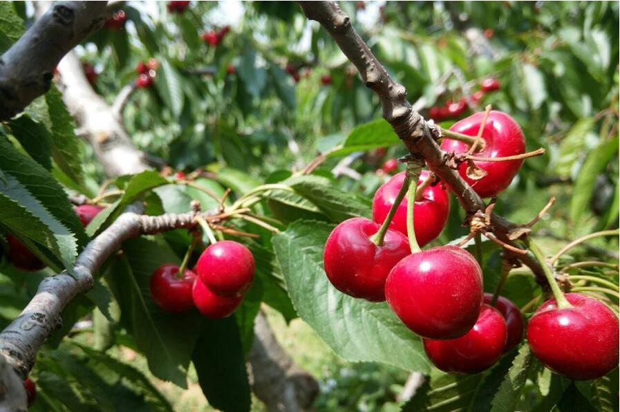 1555911588485569.jpg 1555911588485569.jpg