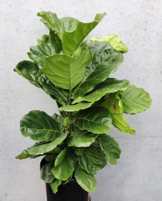 1622111400890107.jpg 1622111400890107.jpg