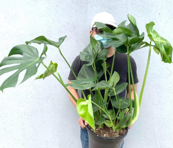 1622111298329041.jpg 1622111298329041.jpg