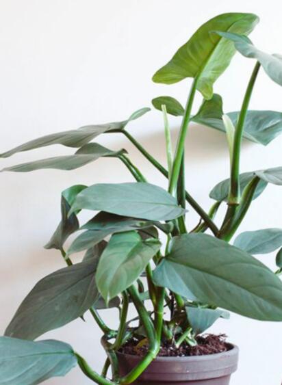 1622111776393984.jpg 1622111776393984.jpg