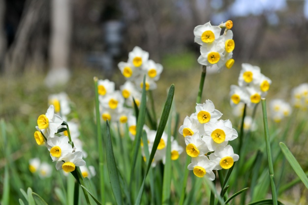 close-up-blooming-daffodils_1137-219.jpg