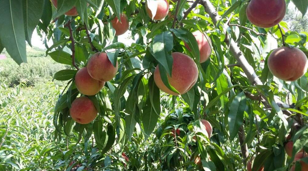 1559698292968453.png 1559698292968453.png