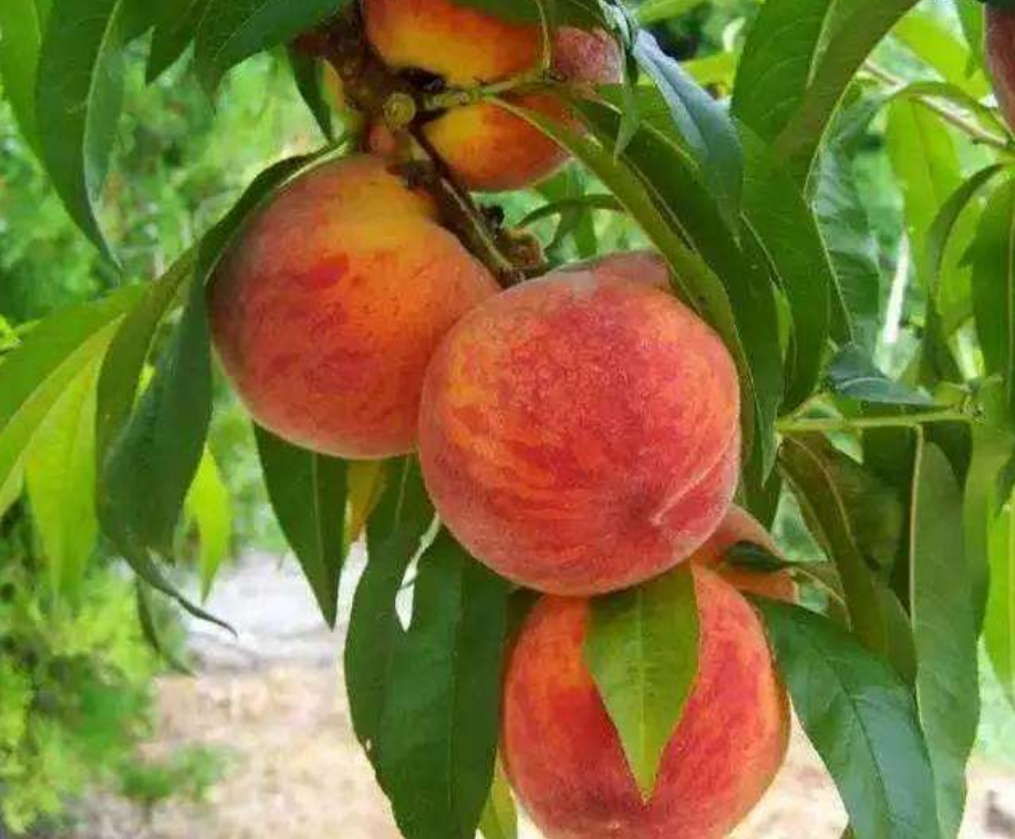 1559698314589710.png 1559698314589710.png