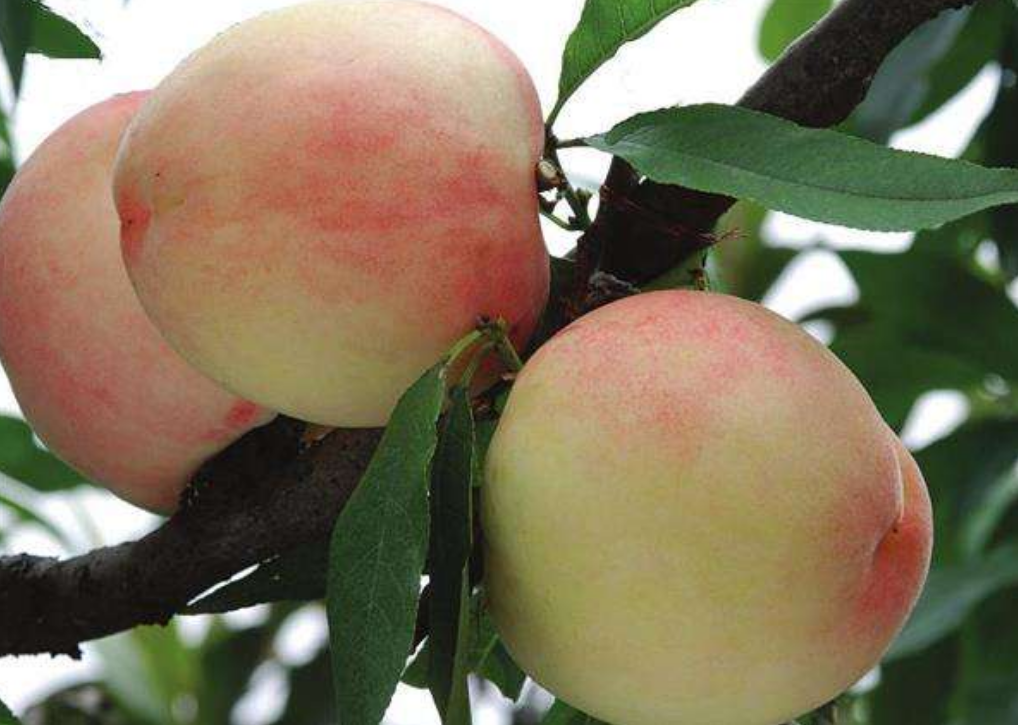 1559698306137161.png 1559698306137161.png