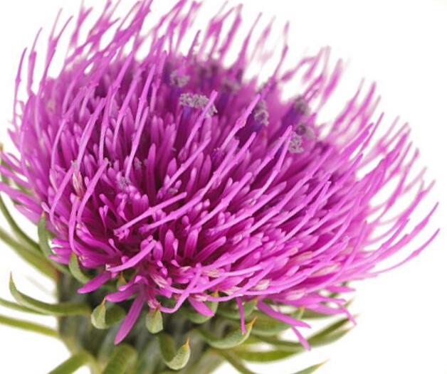 1628940904816564.jpg 1628940904816564.jpg