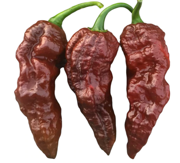 PEPPER X UNOFFICIAL WORLD HOTTEST PEPPER - 10 seeds, 3,180,000 SHU