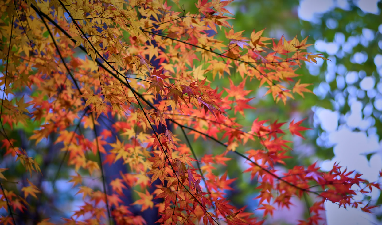 1599620184115114.png 1599620184115114.png