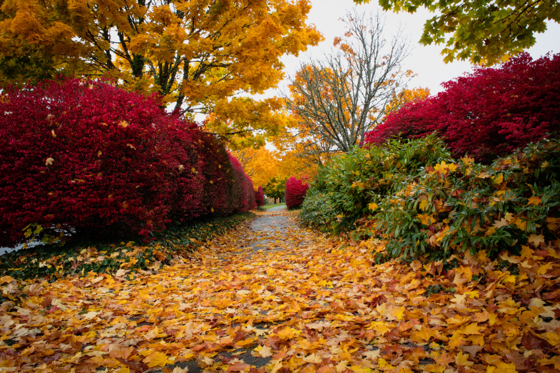 1599620112790479.png 1599620112790479.png